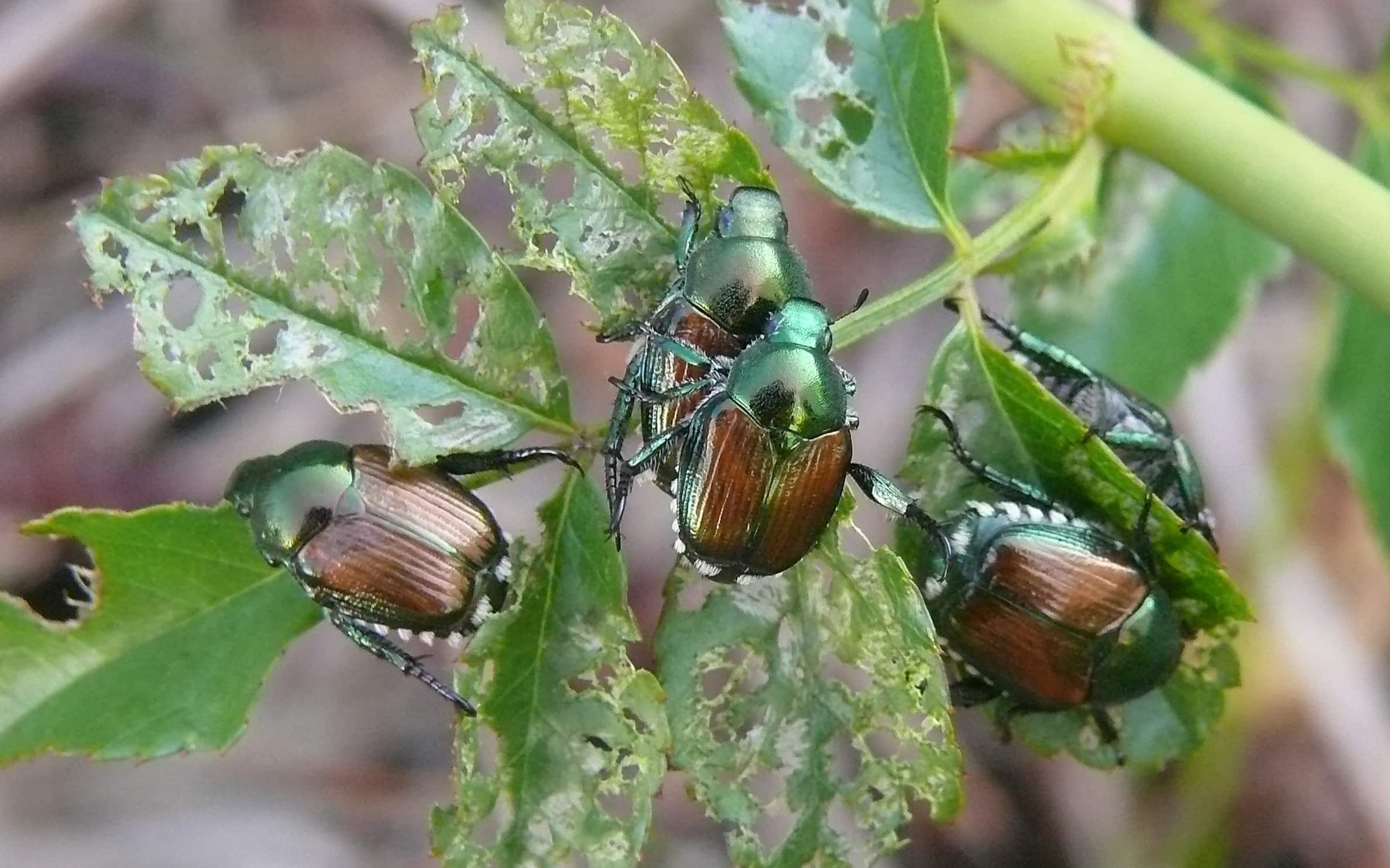 Popillia japonica. Roma, 8 agosto 2018. WIKIPEDIA