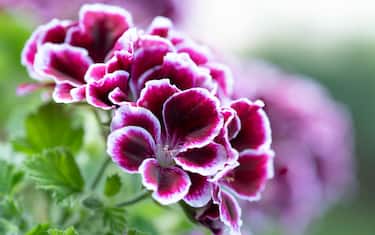 pelargonio
