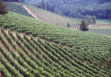 Gavi Ligure
