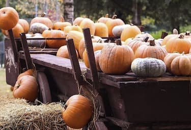 Villaggio delle Zucche a San Martino Siccomario (PV)