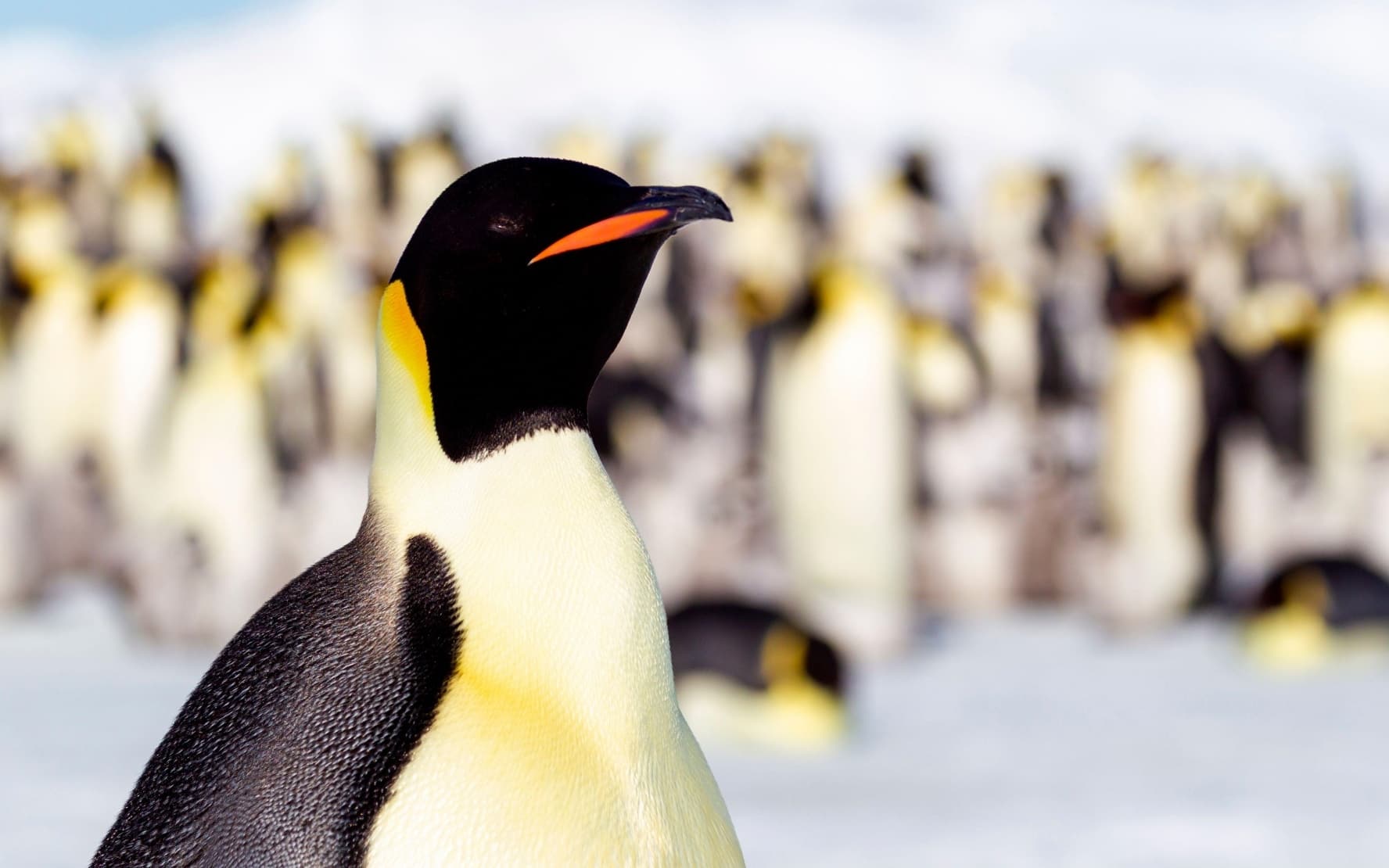 Antarctica, Snow Hill. Portrait of an adult emperor penguin with the rookery in the background.