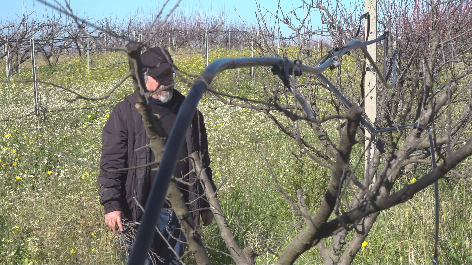 Alberi da frutta bruciati dalla siccità