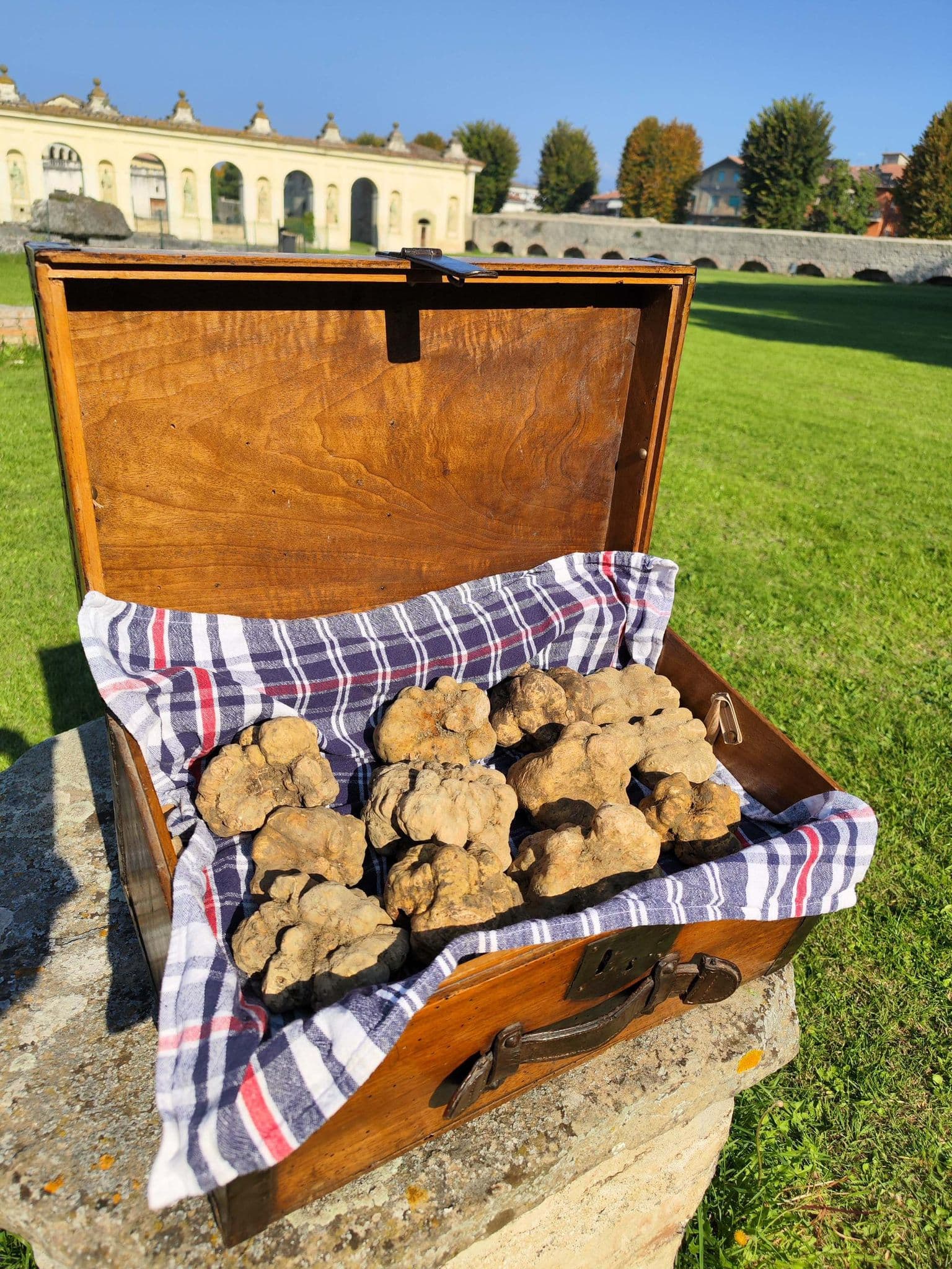 Sua maestà "il tartufo bianco"