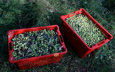 epa11705004 A view of olives in crates in the olive grove of Maison Nicolas Alziari in Nice, southern France, 06 November 2024. Maison Nicolas Alziari operates 60 hectares of estates on the French Riviera between Cannes and Menton. It is in these territories that the 'petite Nicoise' or the 'Cailletier' olive grows, which produces the famous 100 percent Nicoise olive oil.  EPA/SEBASTIEN NOGIER