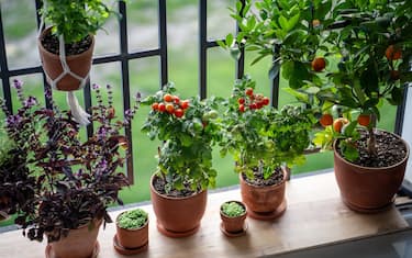 Pianta di pomodoro