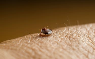 Cimice da letto