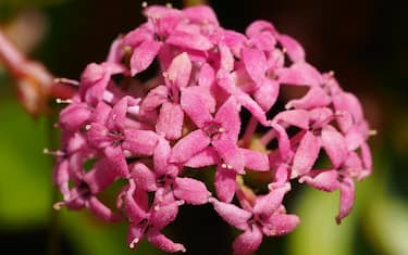 asperula