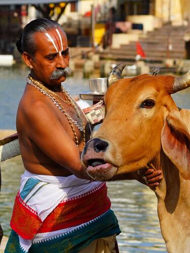 Hindu Priest offers prayers to a cow on the occassion of Guru Purnima in Pushkar, Rajasthan, India on July 13, 2022. Photo by ABACAPRESS.COM