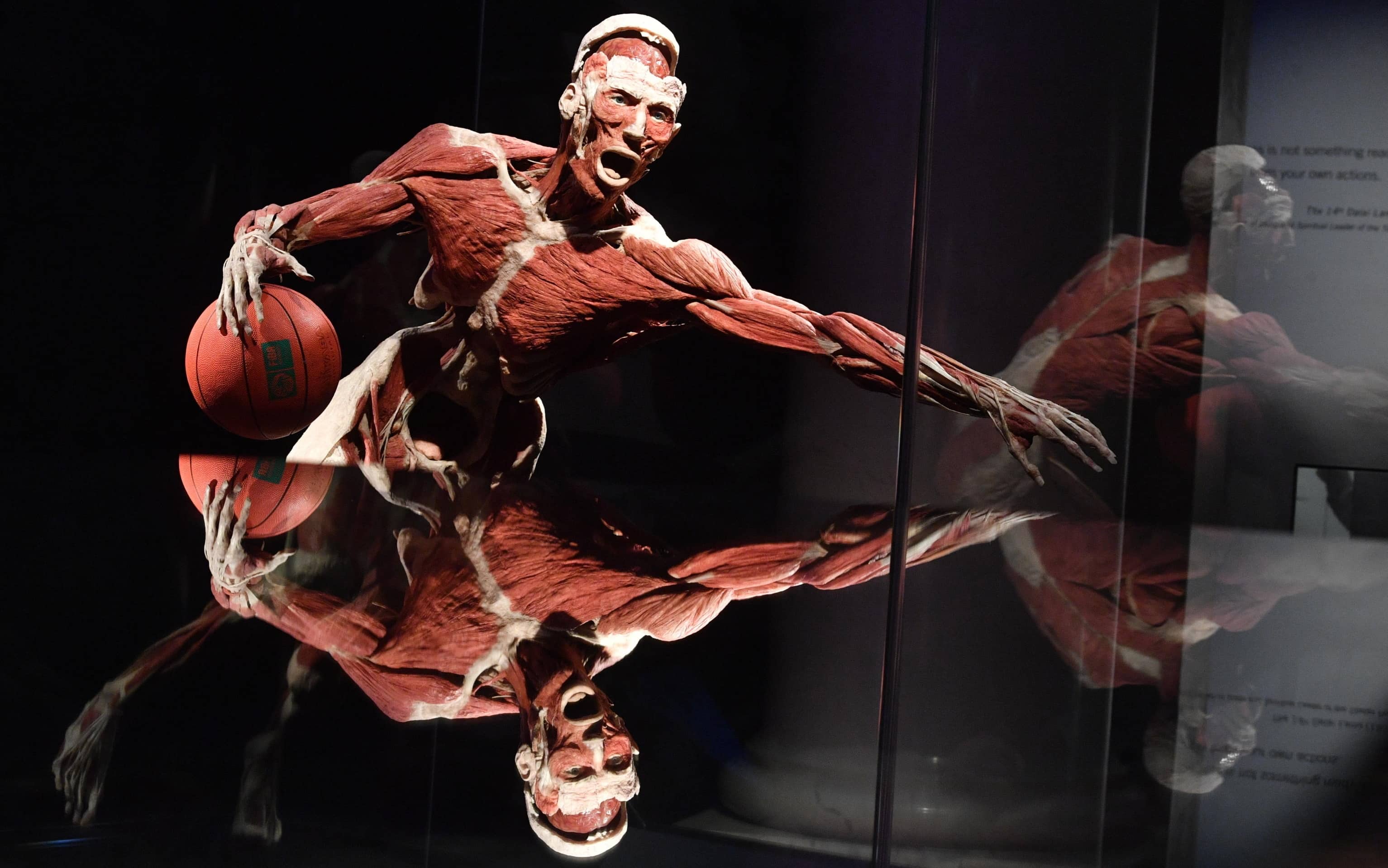 epa10351551 Plastinated human bodies are on display in a preview of 'The Body Worlds' exhibition at the Palace of Culture and Science in Warsaw, Poland, 06 December 2022. The exhibiton that shows human bodies preserved by the plastination technique, invented by German anatomist Gunther von Hagens, opens to the public from 06 December 2022 to 02 April 2023.  EPA/RADEK PIETRUSZKA POLAND OUT