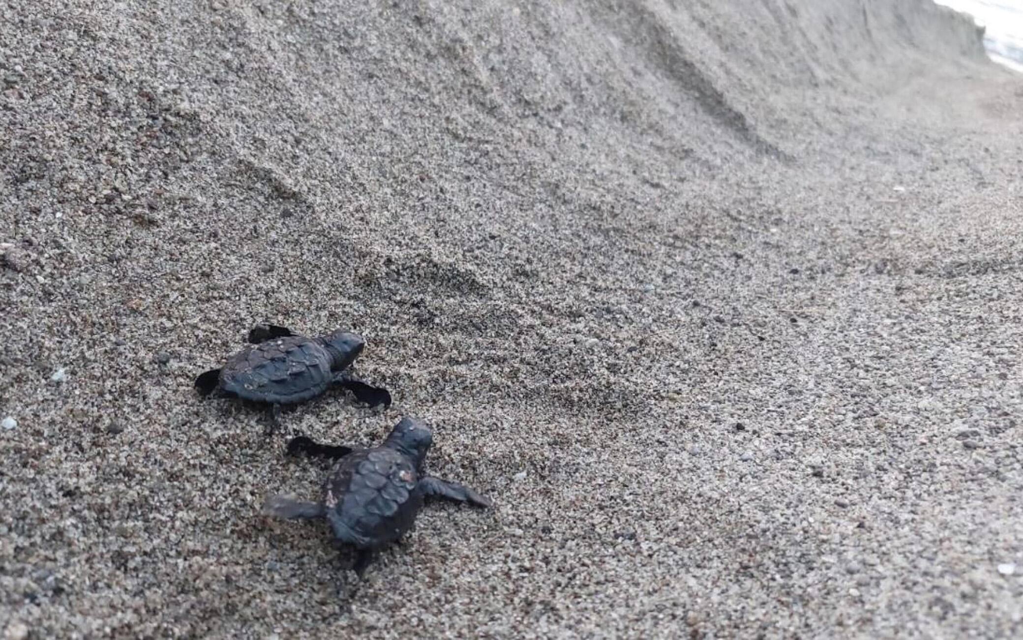 In una foto fornita da Regno di Net alcune della circa sessanta tartarughe caretta nate sulla spiaggia ischitana di San Montano, Ischia, 31 luglio 2022. Altre potrebbero nascerne ancora oggi dal nido in cui la madredovrebbe aver deposto le uova circa quaranta giorni fa.Nel pomeriggio di ieri sull'arenile della baia famosa per laspiaggia con l'acqua bassa i bagnanti si sono accorti che alcunetartarughine erano emerse dalla sabbia e cercavano la stradaverso il mare. ANSA  +++ HO NO SALES - DITORIAL USE ONLY +++ o +++ ANSA PROVIDES ACCESS TO THIS HANDOUT PHOTO TO BE USED SOLELY TO ILLUSTRATE NEWS REPORTING OR COMMENTARY ON THE FACTS OR EVENTS DEPICTED IN THIS IMAGE; NO ARCHIVING; NO LICENSING +++