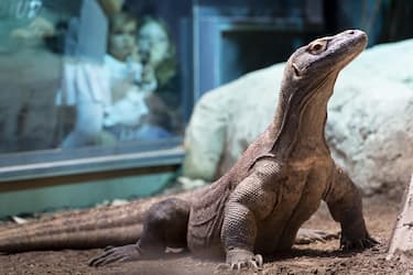 Un drago di Komodo