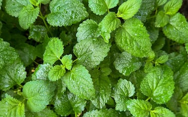 Menta