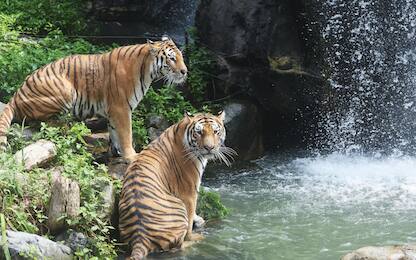 epaselect epa10772825 Korean tigers cool themselves in front of a waterfall amid a heat wave alert at Everland in Yongin, 42 km south of Seoul, 28 July 2023, one day ahead of International Tiger Day. The day is celebrated on 29 July 2023 to raise awareness about the danger of an extinction of tigers and the need to save them.  EPA/YONHAP SOTH KOREA OUT
