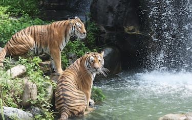 epaselect epa10772825 Korean tigers cool themselves in front of a waterfall amid a heat wave alert at Everland in Yongin, 42 km south of Seoul, 28 July 2023, one day ahead of International Tiger Day. The day is celebrated on 29 July 2023 to raise awareness about the danger of an extinction of tigers and the need to save them.  EPA/YONHAP SOTH KOREA OUT