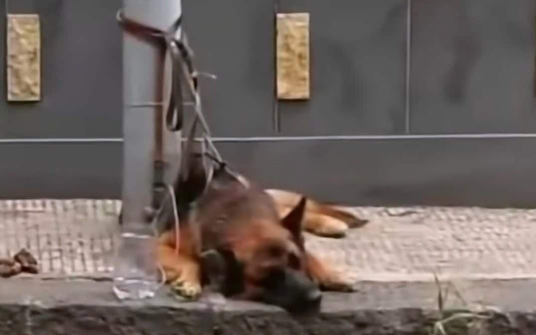 Cane legato palo adrano