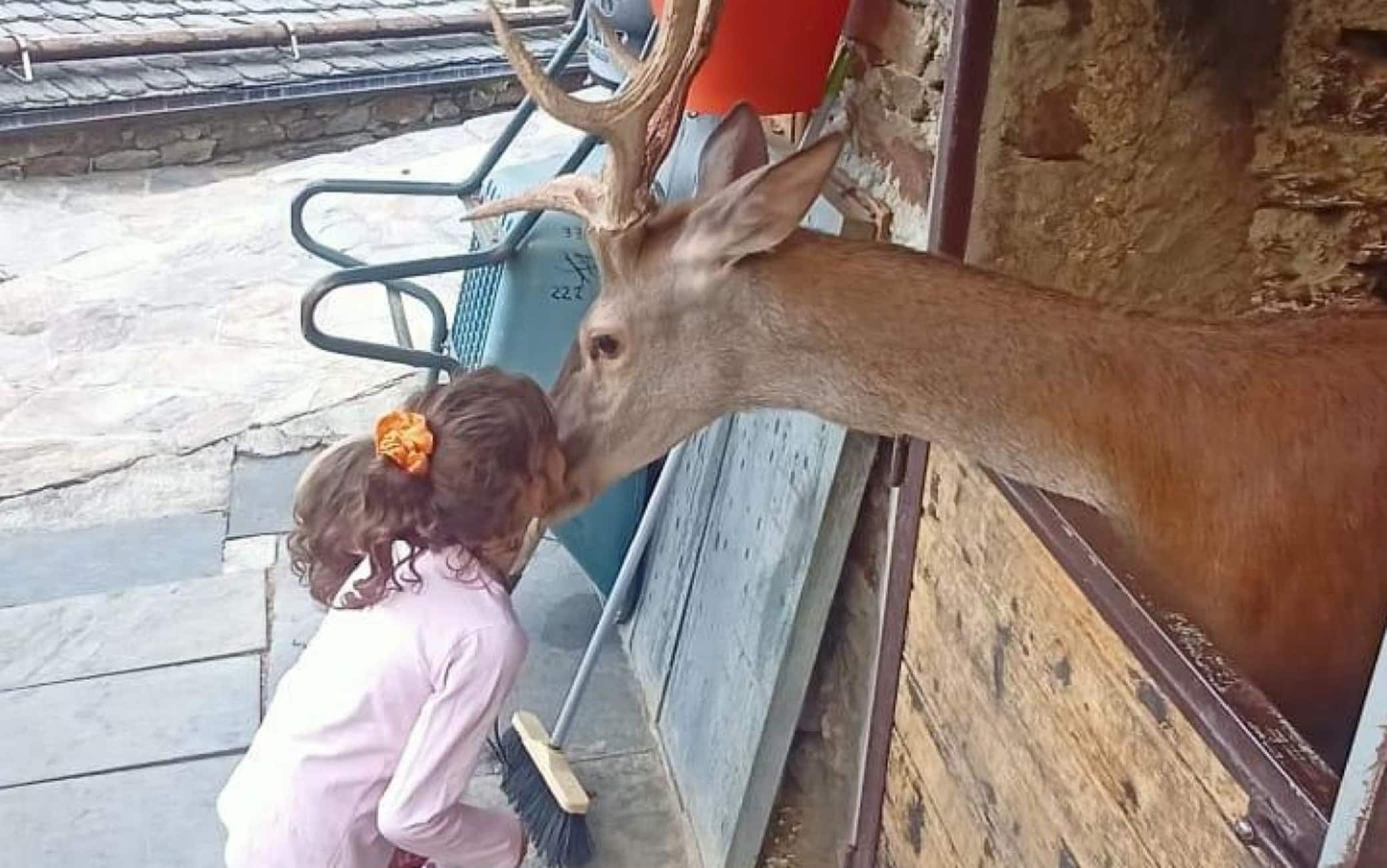 Bambi, un cerbiatto raccolto nel bosco due anni fa da un cavatore-allevatore del posto, adottato dalla sua famiglia che, però, ora rischia di perderlo, Sondrio, 19 Agosto 2022. ANSA/MICHELE PUSTERLA
