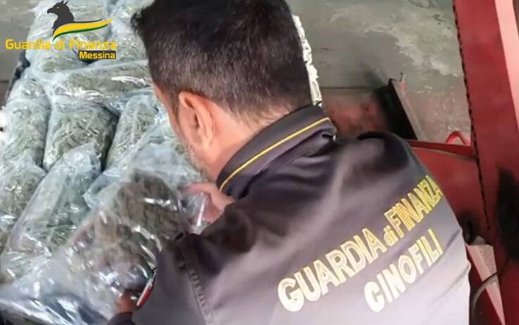 Le indagini della Guardia di finanza di Messina hanno permesso anche di individuare a Catania un secondo canale di approvvigionamento, parallelo al primo 'calabrese'. Sarebbe quello con persone attive nel quartiere San Cristoforo del capoluogo etneo. Le Fiamme gialle avrebbero anche i individuato una capillare rete di pusher e intermediari, responsabili della gestione operativa del narcotraffico: dalla consegna al dettaglio ai singoli clienti, sino alle forniture più significative Disposto ed eseguito anche un sequestro di unità immobiliari, autoveicoli e motoveicoli, per un valore complessivo stimato di circa 500.000 euro. Allo stesso tempo è emerso come 17 soggetti, dei 61 destinatari dell'ordinanza cautelare emessa dal Gip su richiesta della Dda di Messina, risultassero percettori o beneficiari di reddito di cittadinanza.ANSA/GUARDIA DI FINANZA EDITORIAL USE ONLY NO SALES