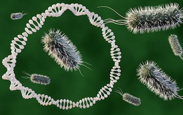 escherichia coli