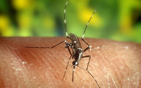epa000236429 (FILES) An undated pictue of a mosquito "Anopheles quadrimaculatus", The authorities of the health department of Florida reported on Tuesday, 20 July 2004, at least four cases of persons infected with the Nile virus in Miami-Dade county. The mosquito ''Anopheles quadrimaculatus'' is the most important vector carrying the malaria virus in the United States, and is a species found in West Nile Virus positive mosquito pools in the USA. EPA/U.S. Centers for Disease Control and Prevention 
epa000236429 (FILES) An undated pictue of a mosquito "Anopheles quadrimaculatus", The authorities of the health department of Florida reported on Tuesday, 20 July 2004, at least four cases of persons infected with the Nile virus in Miami-Dade county. The mosquito ''Anopheles quadrimaculatus'' is the most important vector carrying the malaria virus in the United States, and is a species found in West Nile Virus positive mosquito pools in the USA. EPA/U.S. Centers for Disease Control and Prevention 
