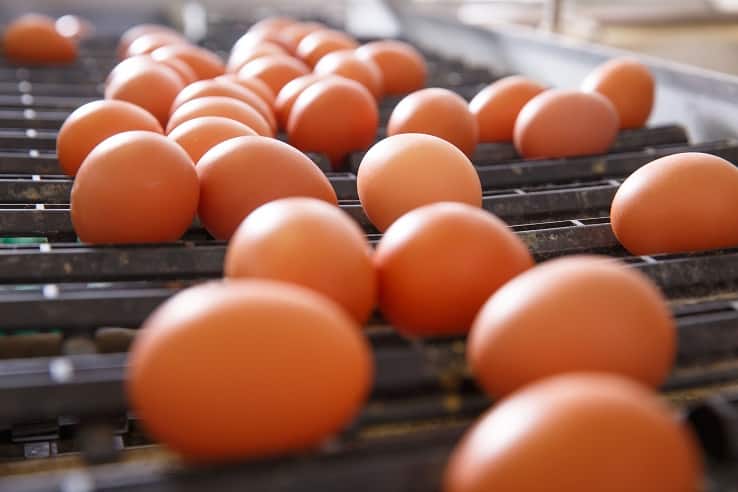 Uova Aia e Selex ritirate per rischio salmonella: i lotti coinvolti