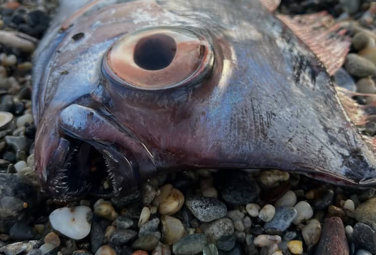 MuMa (Museo del Mare di Milazzo)