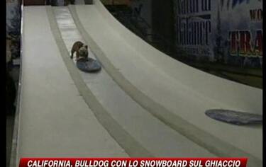 img_bulldogmch_548x345