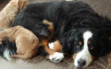 00-tutto-cuccioli-s3