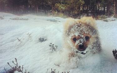 neve_04_animali_e_neve_kika