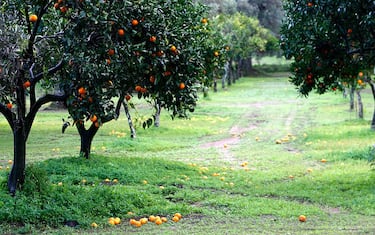 Getty_Images_Coltivazione_agrumi