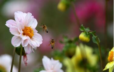 Getty_Images_api