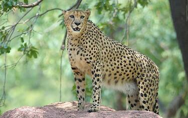 GettyImages_Ghepardo