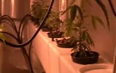 marijuana_coltivata_in_casa