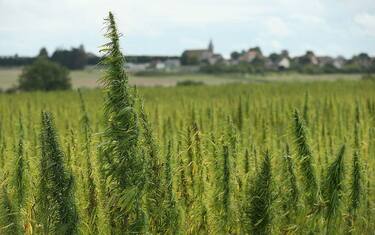 Getty_Images_Coltivazione_marijuana