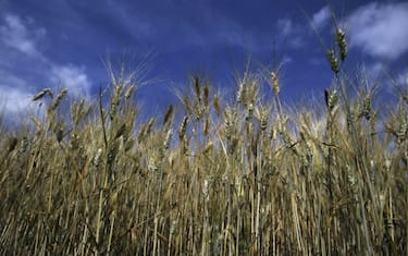 GettyImages-Grano