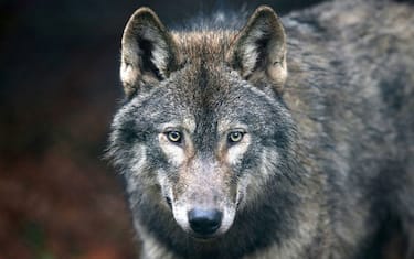 GettyImages-Wolves