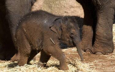 elefante_ansa