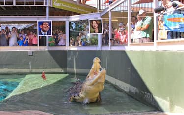 coccodrillo_harry_elezioni_australia