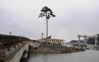 albero_miracolo_giappone