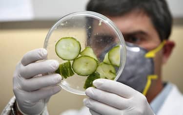 cetrioli_1