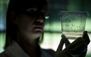 Oms: "Il virus Zika è un'emergenza internazionale di salute pubblica"