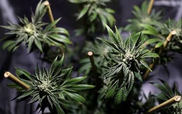 marijuana_getty