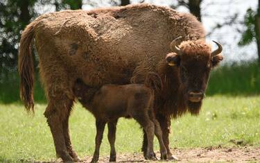 Getty_Images_Bisonte