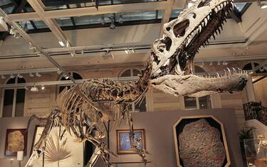 Allosaurus_GettyImages-104942996