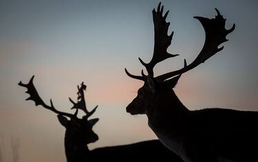 Getty_Images_Cervo