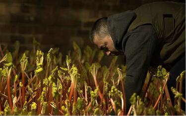 Getty_Images_-_rabarbaro