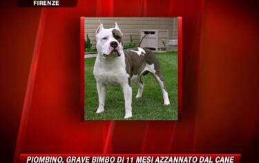 IMG_CANE17_548x345