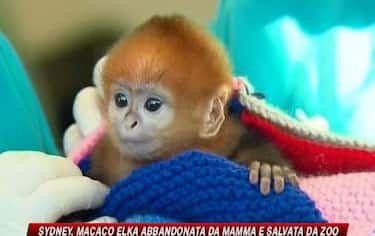 IMG_MACACO11_548x345