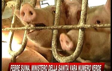 IMG_SUINAITALIA19_548x345