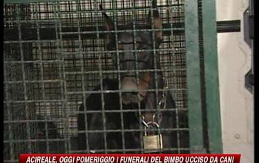 IMG_BIMBOCANE_548x345