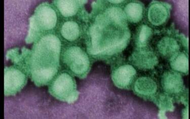 IMG_INFLUENZA13_548x345